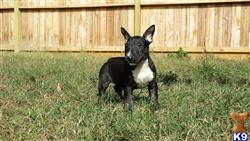 bull terrier puppy posted by bull terrier fino